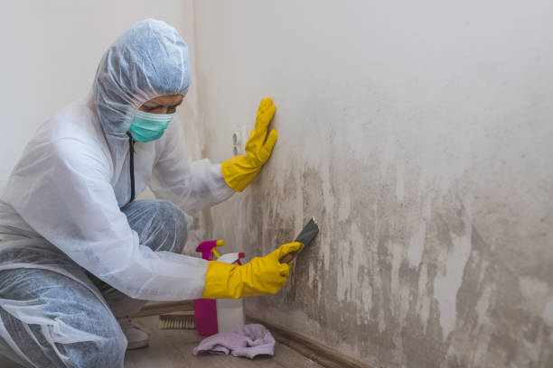 Best Mold Damage Repair  in West Peoria, IL