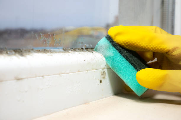 Best Mold Damage Repair  in West Peoria, IL