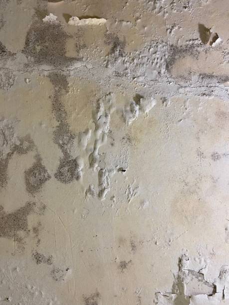 Best Mold Removal and Inspection  in West Peoria, IL