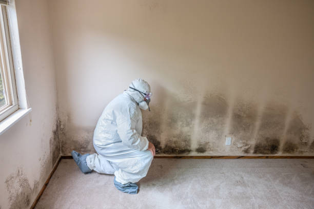 Best Emergency Mold Removal  in West Peoria, IL