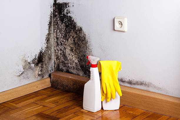 Best Certified Mold Removal  in West Peoria, IL