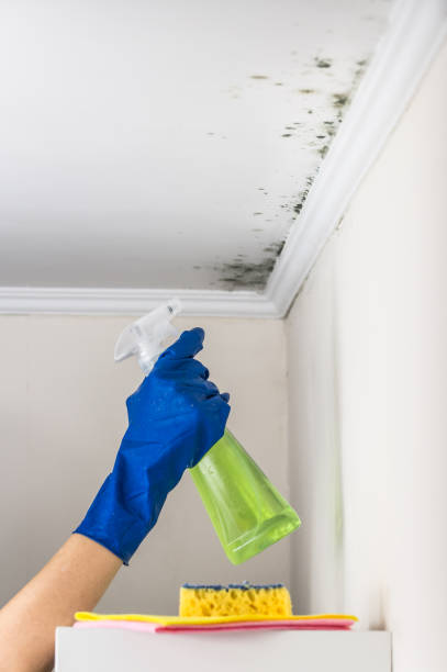 Best Black Mold Removal  in West Peoria, IL
